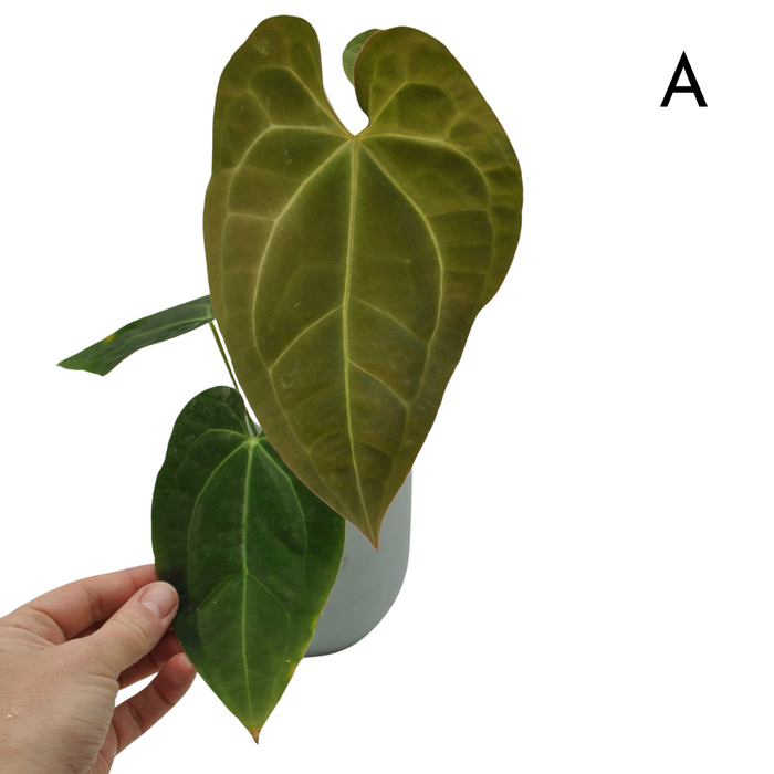 Anthurium magnificum x BHP