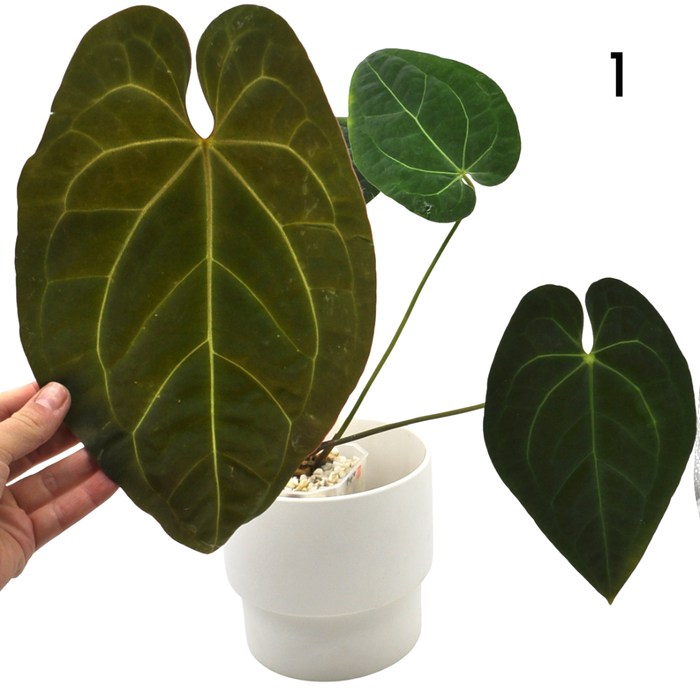 Anthurium magnificum x BHP
