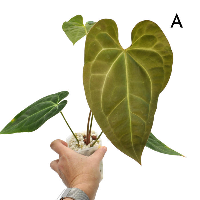 Anthurium magnificum x BHP