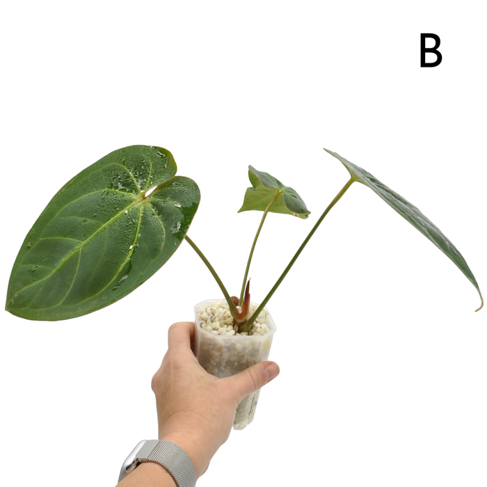 Anthurium magnificum x BHP