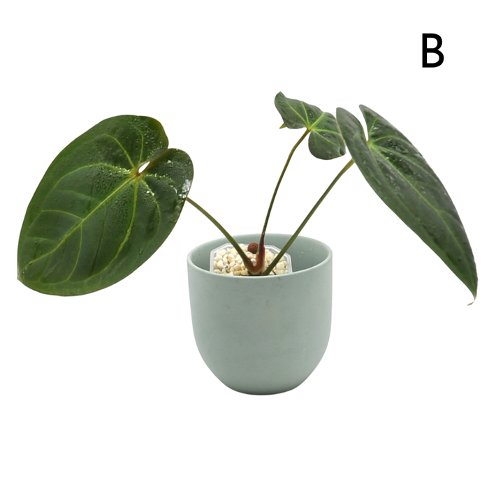 Anthurium magnificum x BHP
