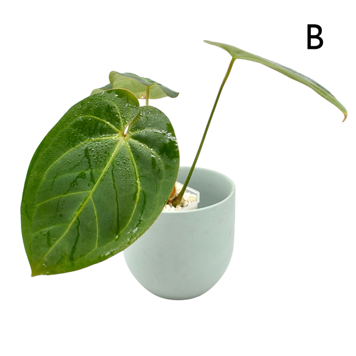 Anthurium magnificum x BHP