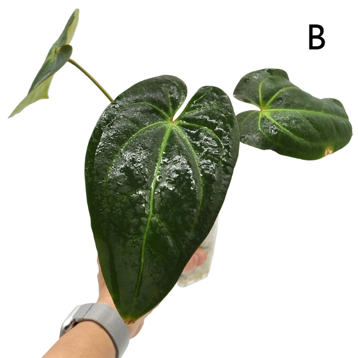 Anthurium magnificum x BHP