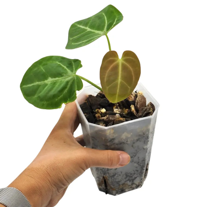 anthurium pap Anthurium papillilaminum x indoor plant — Green My Space