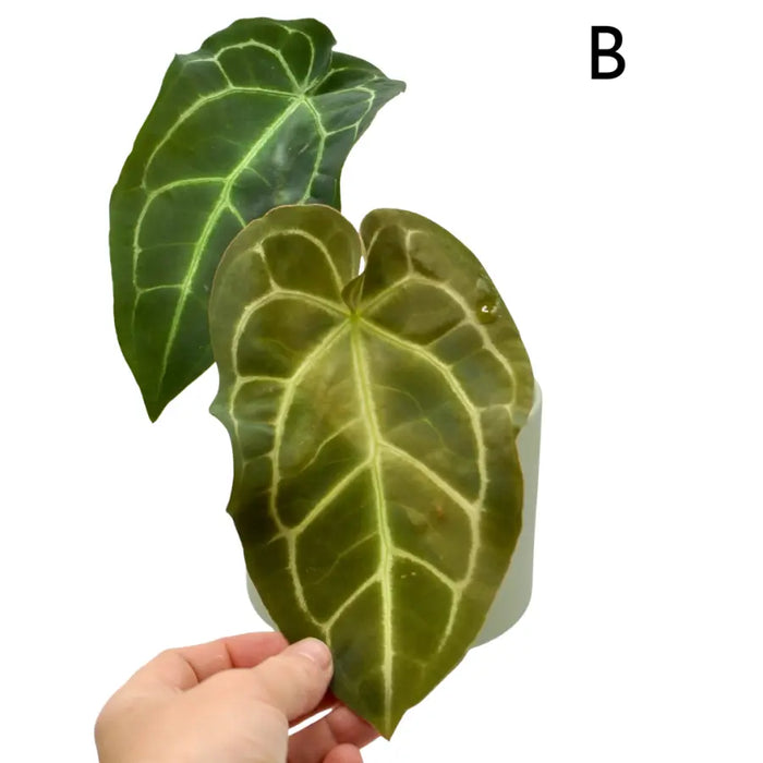 Anthurium papillilaminum hybrid
