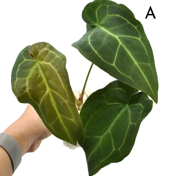 Anthurium papillilaminum hybrid