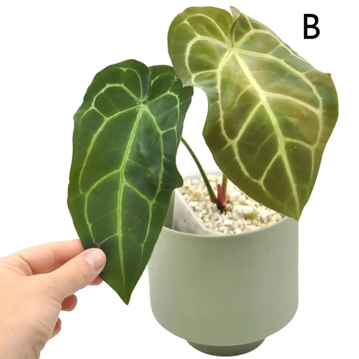 Anthurium papillilaminum hybrid