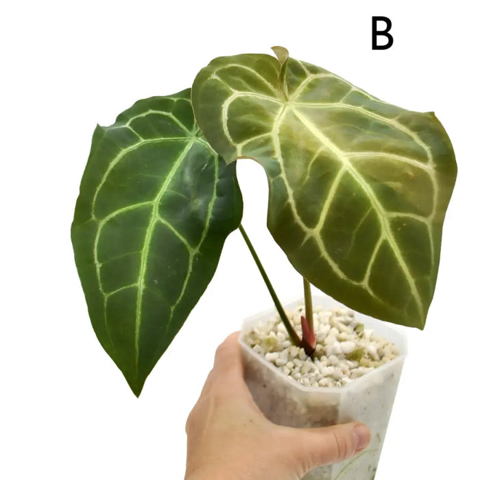 Anthurium papillilaminum hybrid