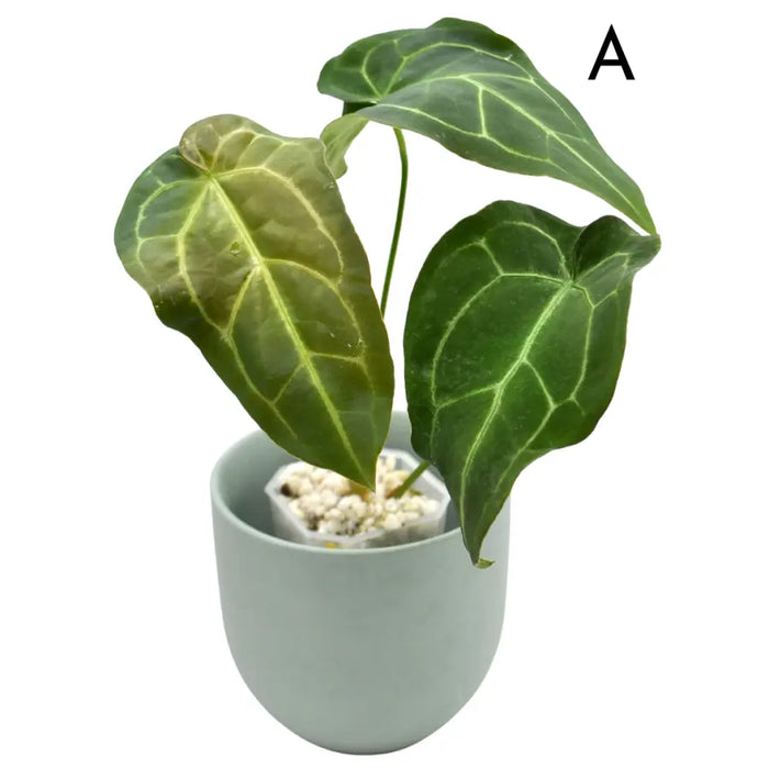 Anthurium papillilaminum hybrid