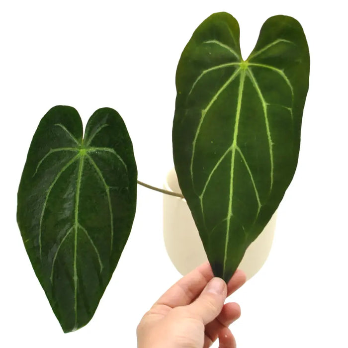 Anthurium papillilaminum x