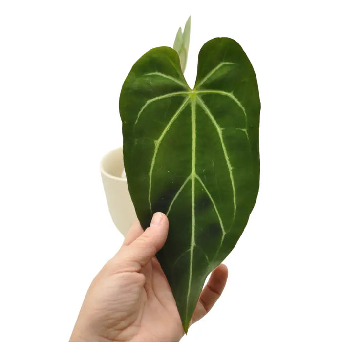 Anthurium papillilaminum x