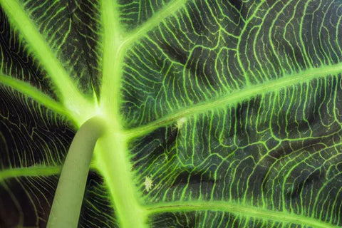 Alocasia Care