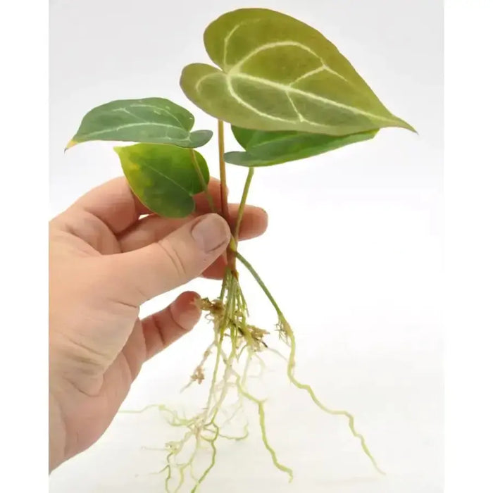 anthurium crystallinum growth Anthurium Crystallinum x Seedling indoor plant — Green My Space
