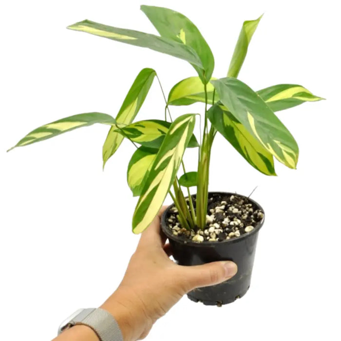 mosaic indoor plant Ctenanthe 'Golden Mosaic' – Easy Indoor Plant with Yellow Variegation — Green My Space