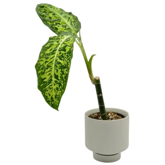 dieffenbachia asst plant Dieffenbachia Reflector – Bold Foliage with a Striking Pattern — Green My Space