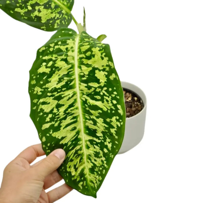 dieffenbachia reflector size Dieffenbachia Reflector – Bold Foliage with a Striking Pattern — Green My Space