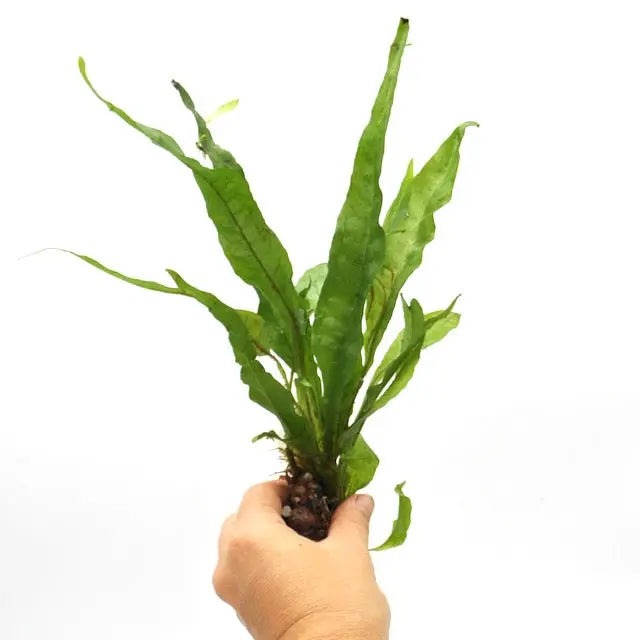 Microsorum pteropus – Java Fern for Terrariums — Green My Space