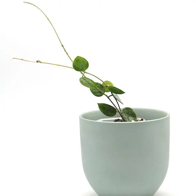 Hoya Mathilde Splash – Easy-Care Plant with Silver Leaves — Green My Space