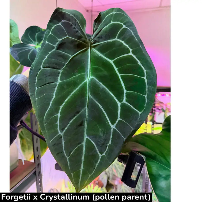 Anthurium (Hoffmannii x Crystallinum ) X ( Forgetii x Crystallinum)  seedling