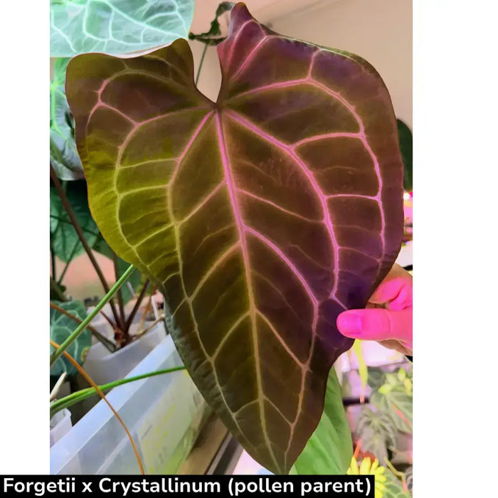 Anthurium (Hoffmannii x Crystallinum ) X ( Forgetii x Crystallinum)  seedling