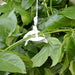 Greenhouse Trellising Kit