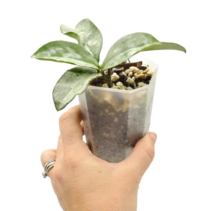 Hoya carnosa 'Grey Ghost'