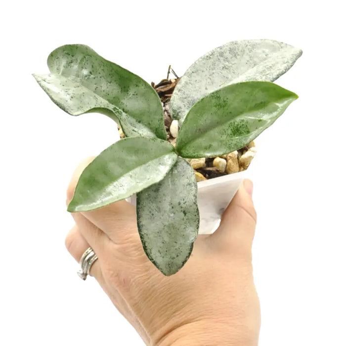 Hoya carnosa 'Grey Ghost'