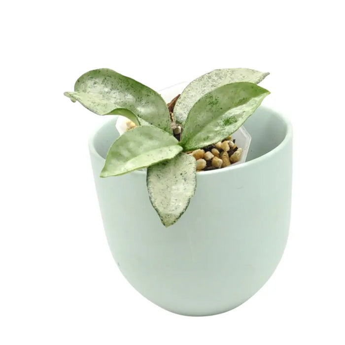 Hoya carnosa 'Grey Ghost'