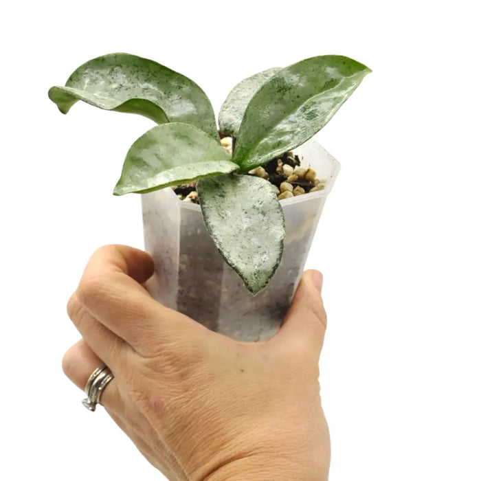 Hoya carnosa 'Grey Ghost'