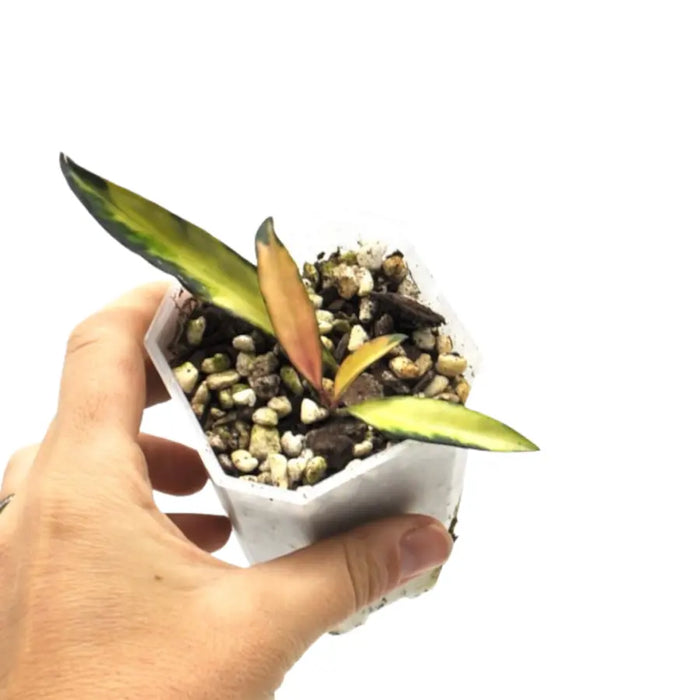 Hoya wayetii variegata