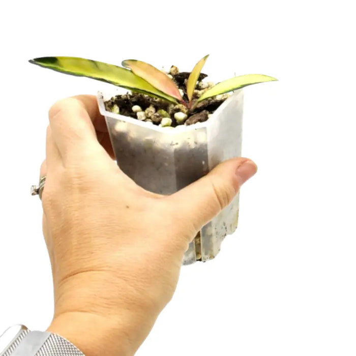 Hoya wayetii variegata