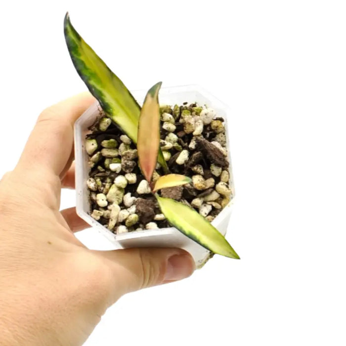 Hoya wayetii variegata