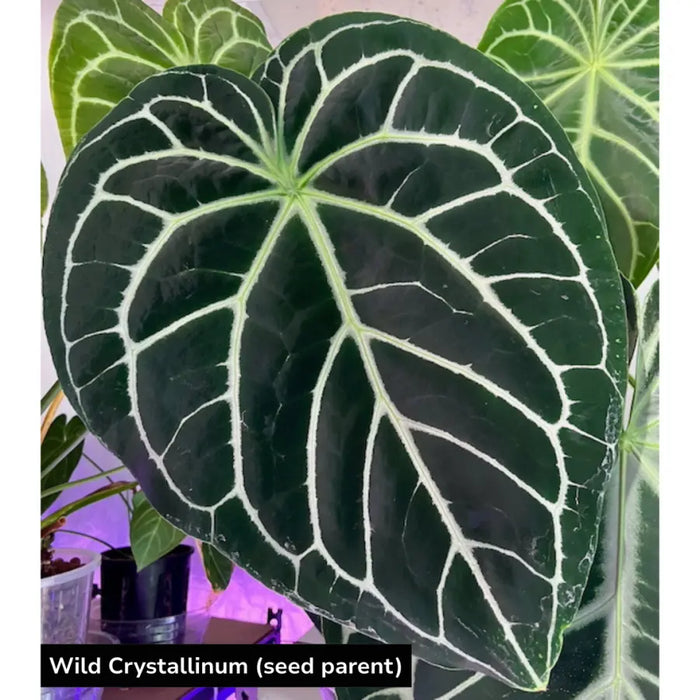 10 Anthurium Wild Crystallinum X Forgetii x  Seeds