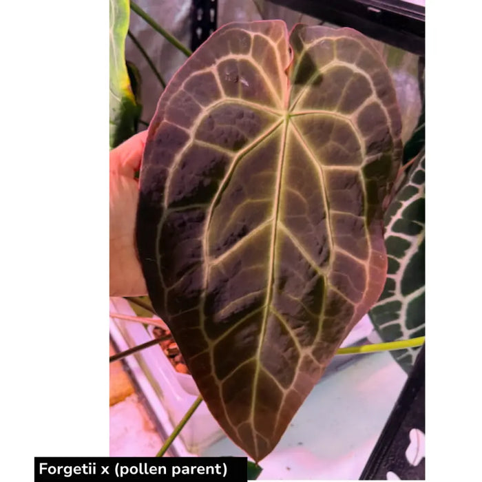 10 Anthurium Wild Crystallinum X Forgetii x  Seeds