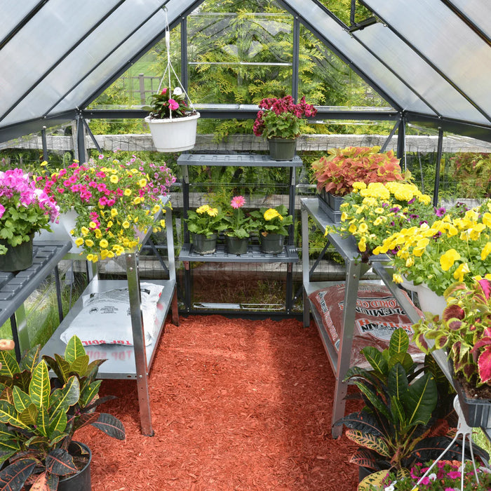 interior of 6x8 hybrid greenhouse with shelving, potted plants and bright filtered sunlight