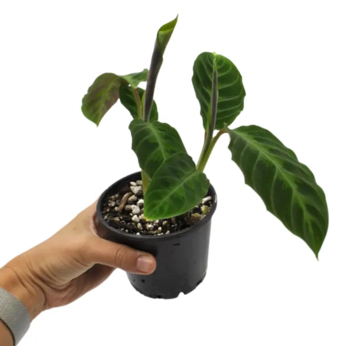 jungle velvet prayer plant Calathea (Goeppertia) warszewiczii – Low-Light, Velvet-Leaf Tropical Plant — Green My Space