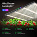 LumaLight 320W LED Grow Light