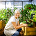 Growing leafy vegetables inside a large greenhouse