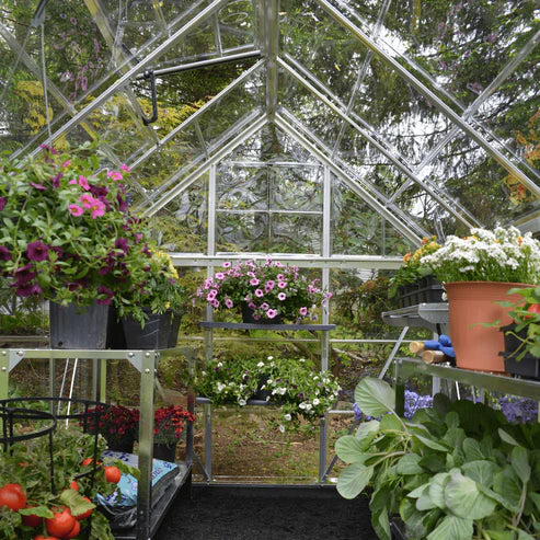 Maze 6' x 8' Harmony Greenhouse (1.9m x 2.5m) interior
