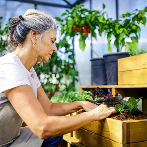 Gardener tending raised beds inside Glory polycarbonate greenhouse