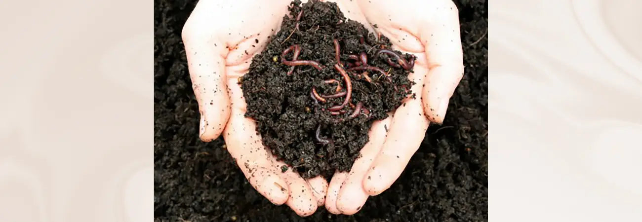 Maze Live Compost Worms (Approx 1000)