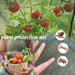 Maze Raised Bed (1.25m2 - Height 29cm) with Net Crop Cage (1.25m2 x 1.8m High)