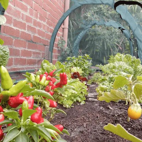 Maze Raised Garden Bed (Height 29cm) with 2m Net Tunnel