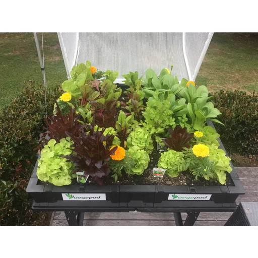 Medium Starter Pack with Stand