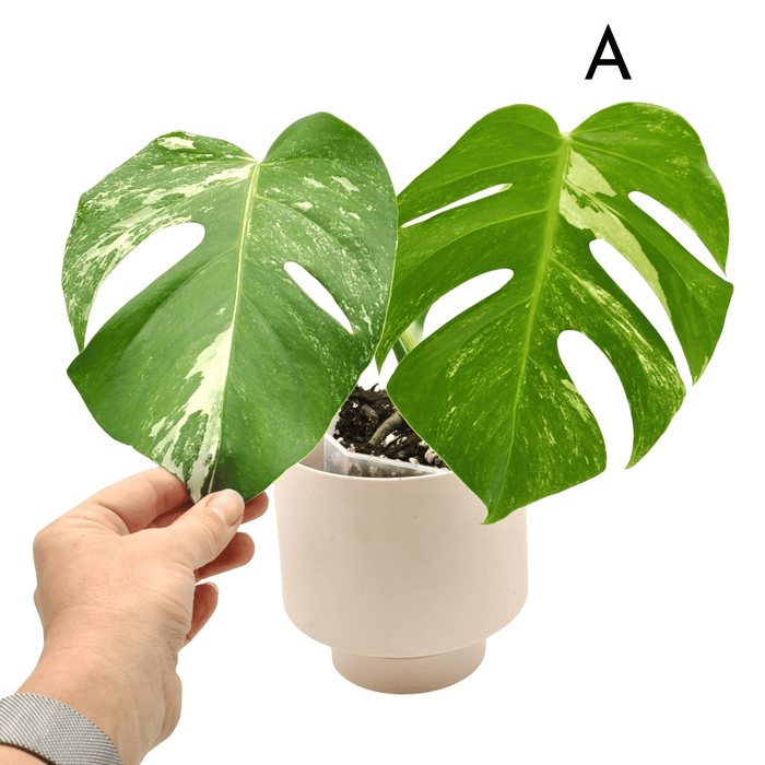 Monstera Borsigiana 'Albo' Variegata (soil)