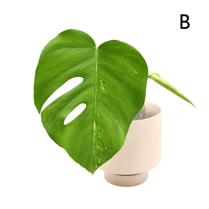 Monstera Borsigiana 'Albo' Variegata (soil)