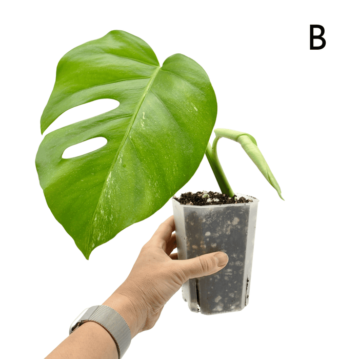 Monstera Borsigiana 'Albo' Variegata (soil)