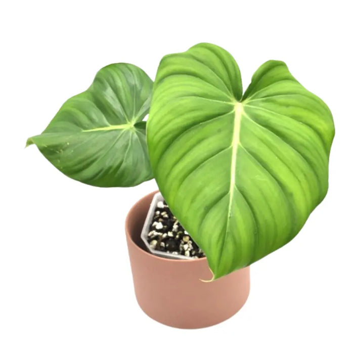 dean mcdowell philodendron Philodendron Dean McDowell – Large Leaf Indoor Plant — Green My Space