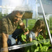 Gardener tending leafy vegetables inside a Balance greenhouse with bright natural light