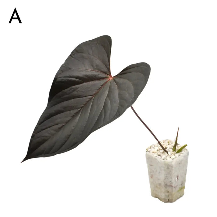 Anthurium Moodeanum